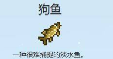 狗鱼图片