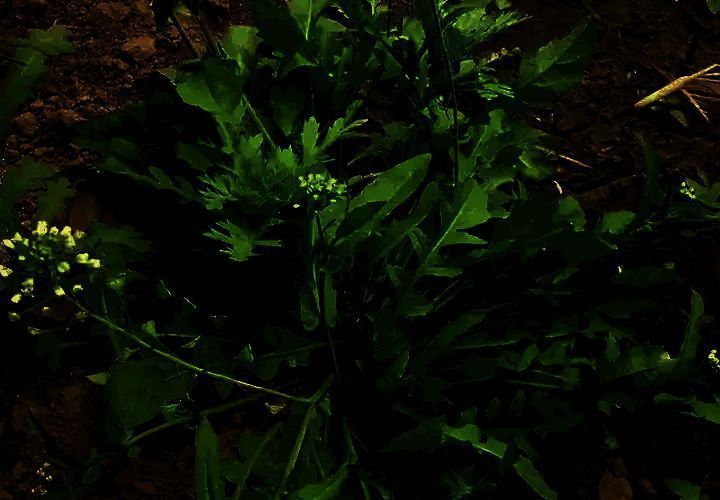 荠菜相关图片