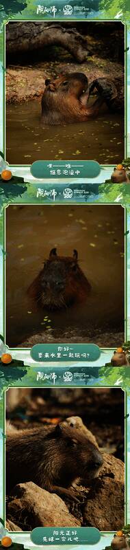 卡皮巴拉的可爱姿态照片