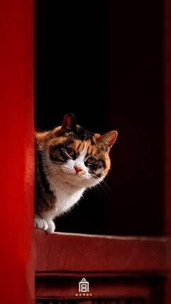 故宫御猫在故宫环境中的画面