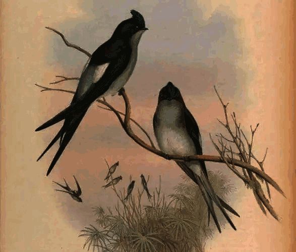 支付宝蚂蚁庄园相关图片2