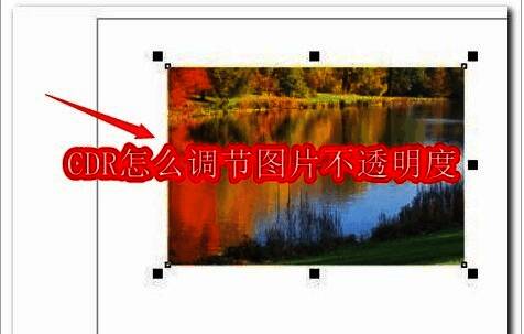 CorelDRAW界面展示一张导入的图片，背景为白色画布，界面左侧为工具栏
