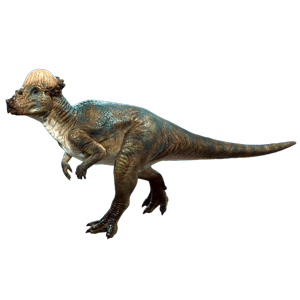 厚头龙类对比图：左侧雄性斯蒂吉莫洛赫头骨隆起更显著、额角尖锐修长；右侧雌性同种个体头骨相对平缓、角短钝，体色纹理亦存在细微差异